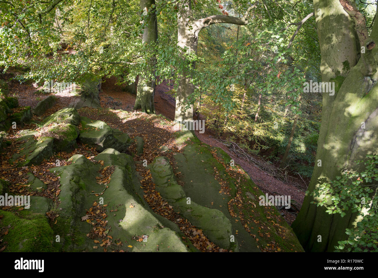 Autumn at Alderley Edge in the Cheshire countryside, England. Stock Photo