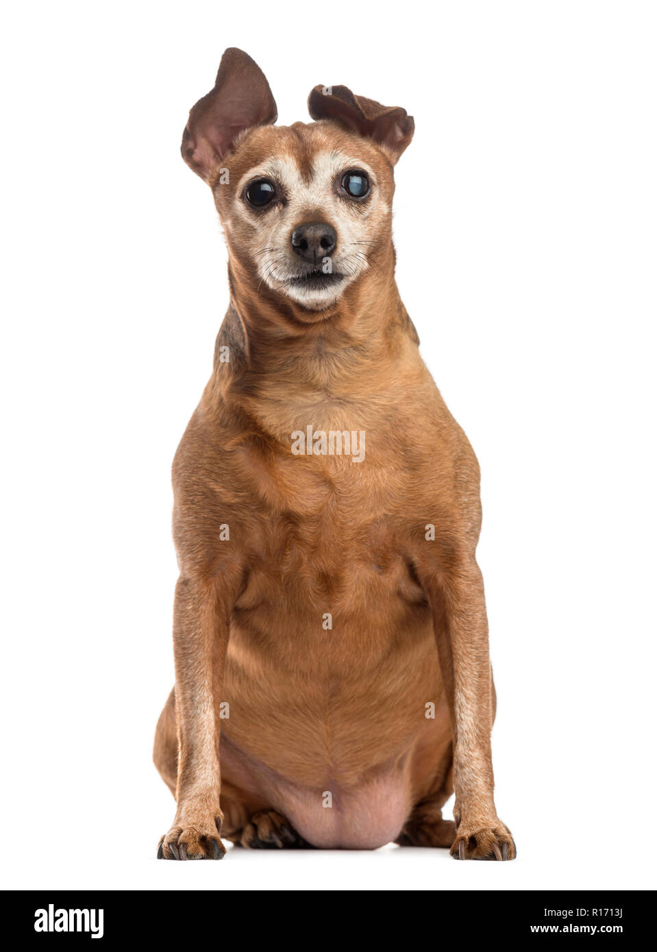 Old and fat dog (9 years old) Stock Photo