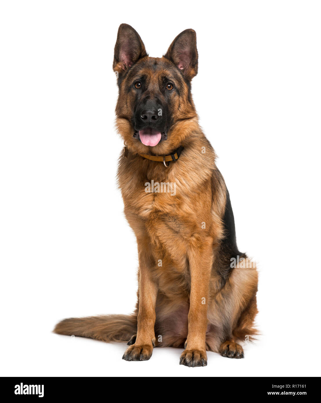 18 month old store german shepherd