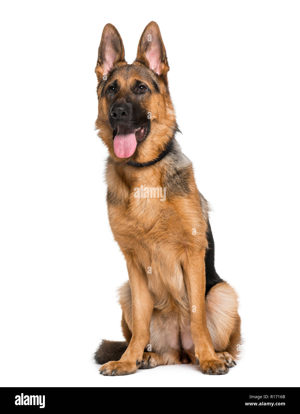 9 month old german cheap shepherd