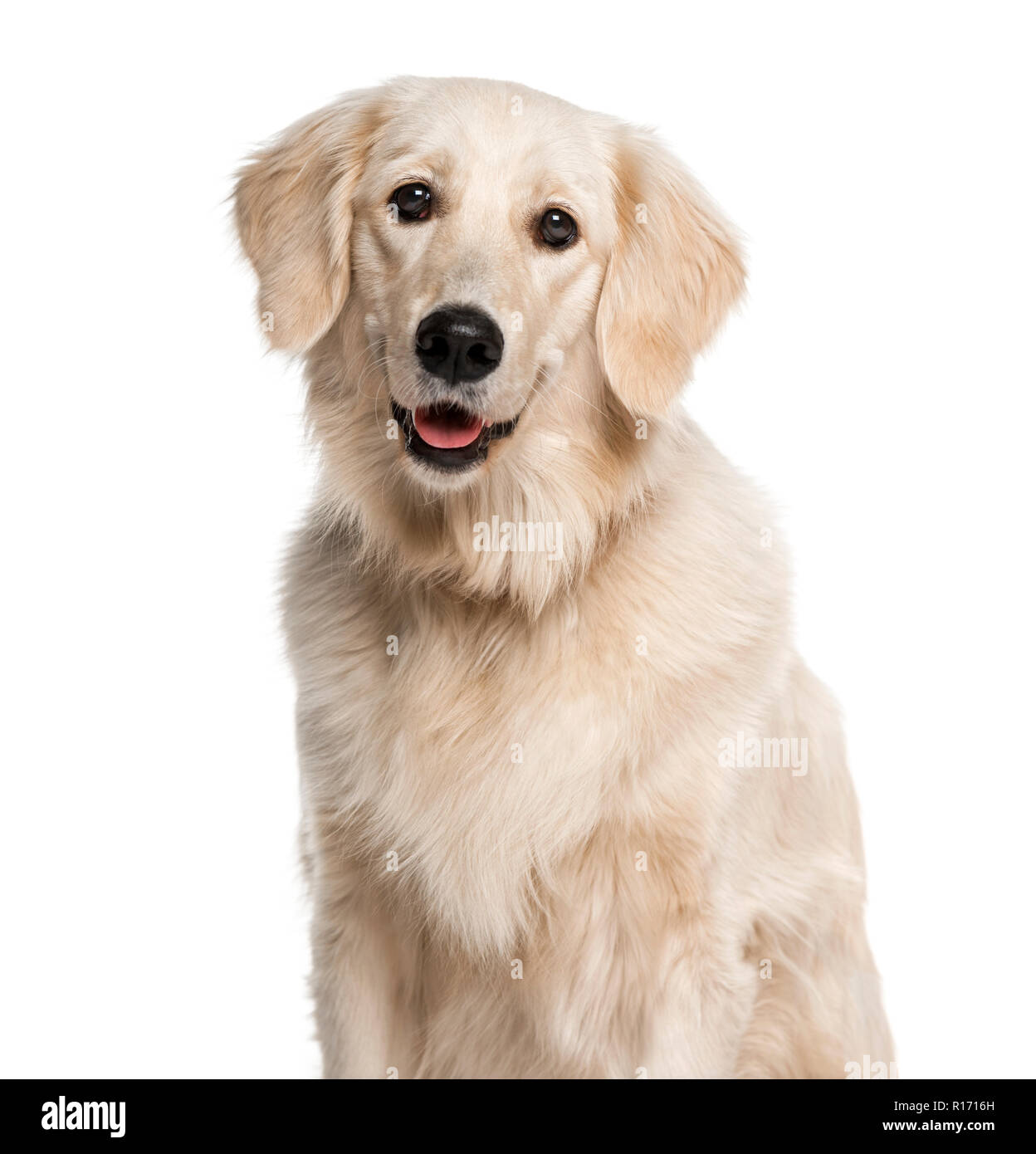 Golden Retriever Head Shots Portraits