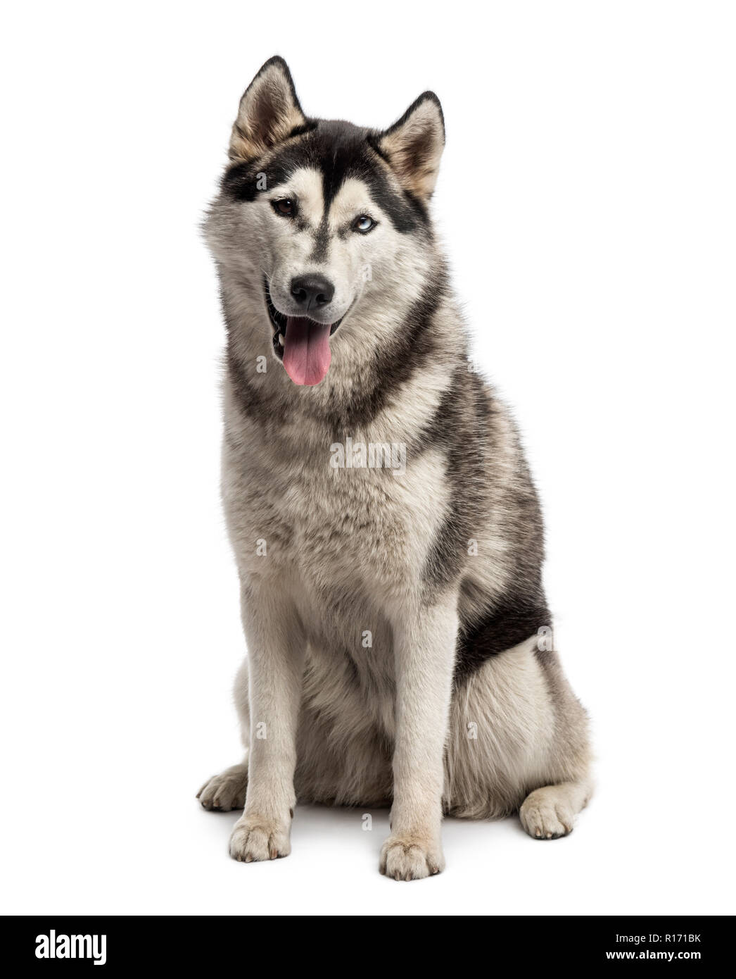 Siberian husky sitting Stock Photo Alamy