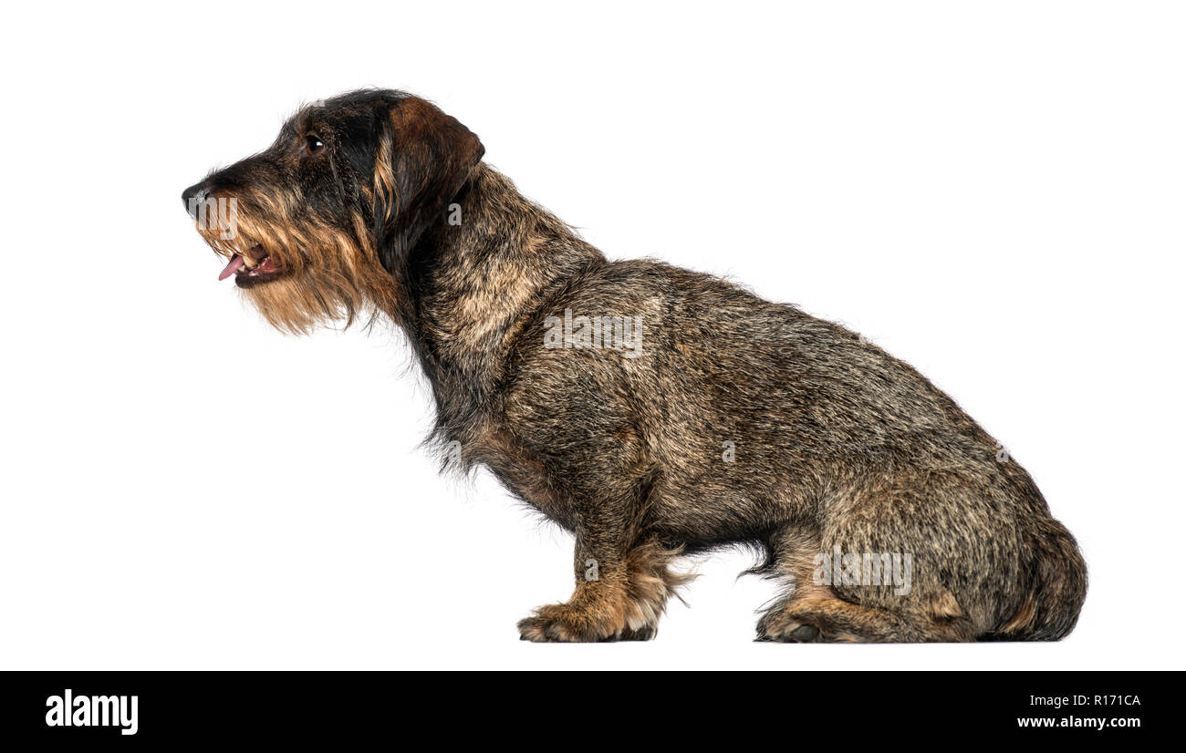 Dachshund (8 years old) Stock Photo