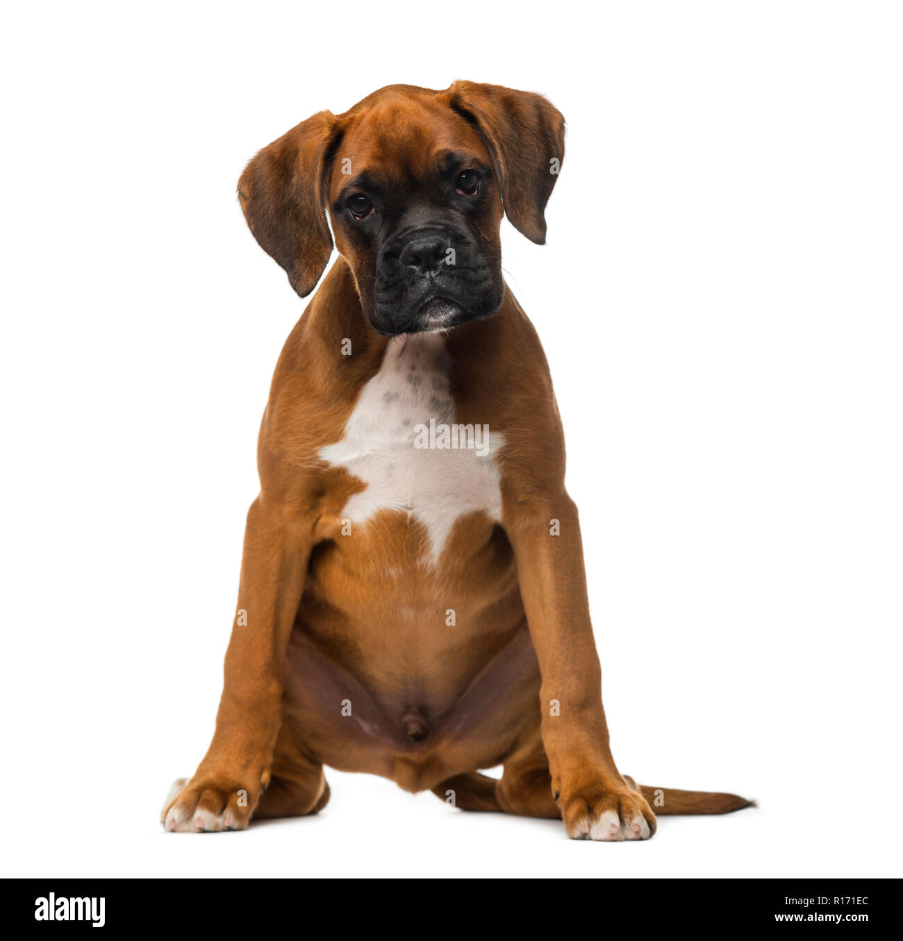 Boxer puppy (3 months old Stock Photo - Alamy