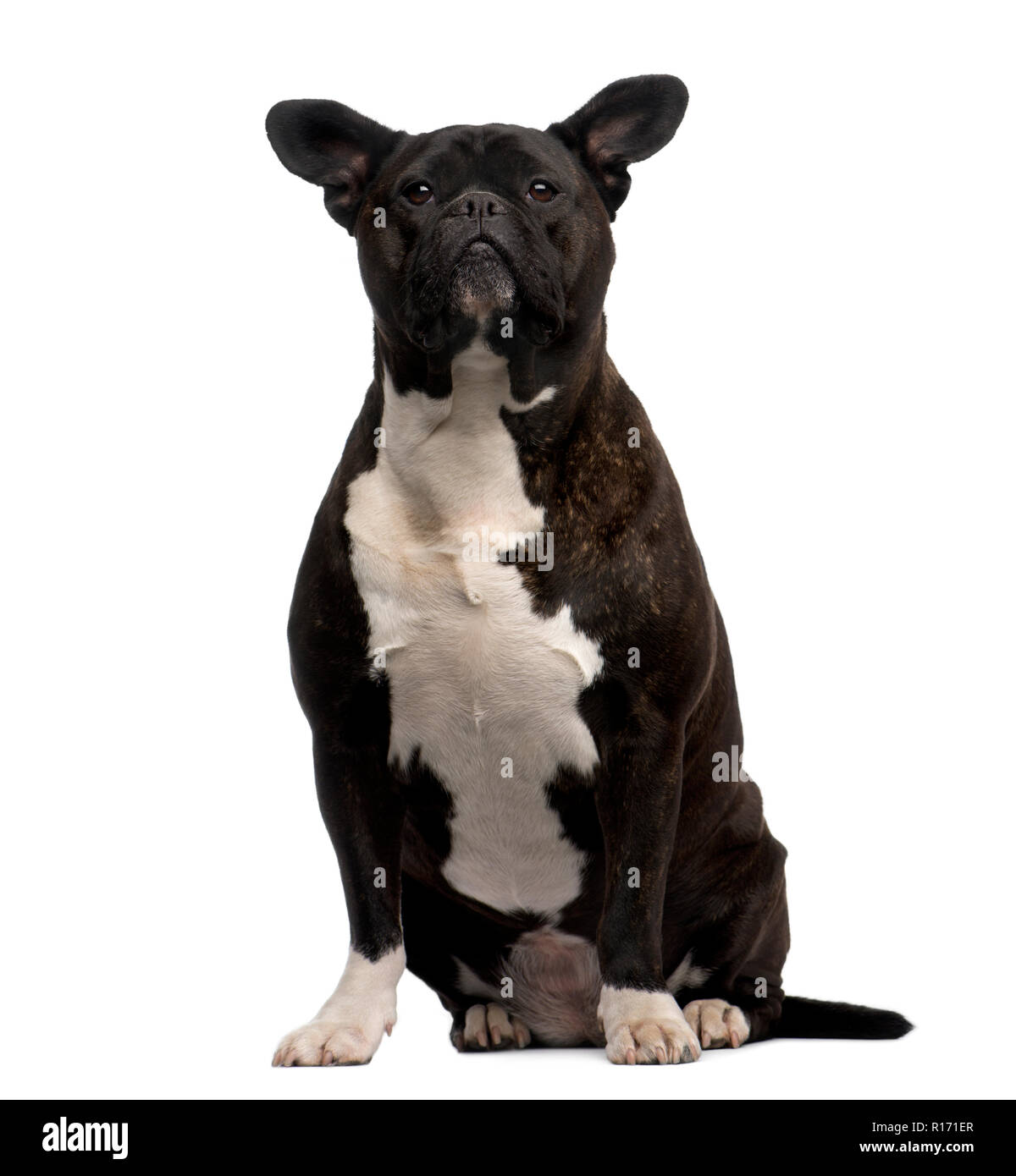 Crossbreed dog sitting in front of a white background Stock Photo - Alamy