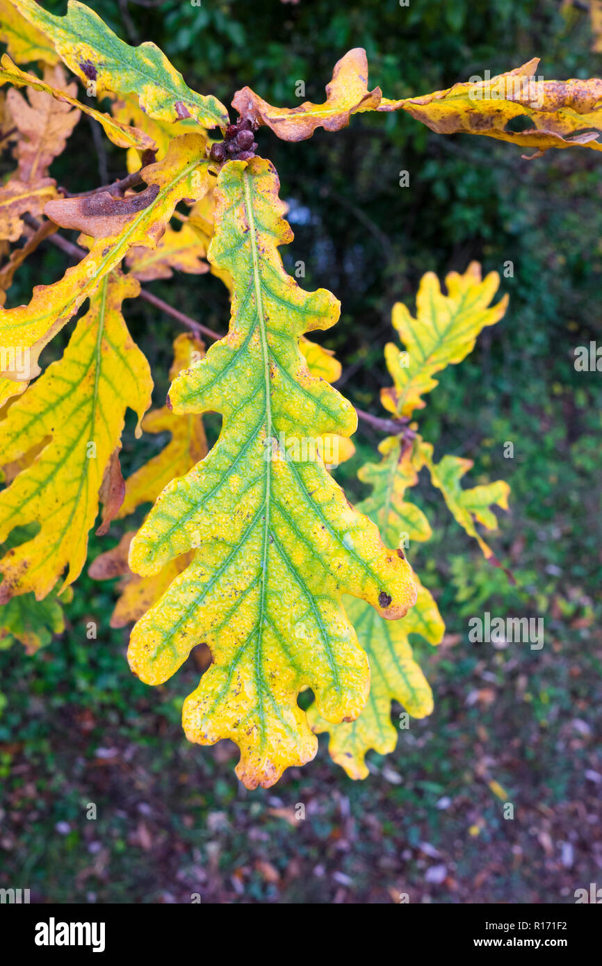 Leaf of English oak turning yellow in autumn Stock Photo Alamy