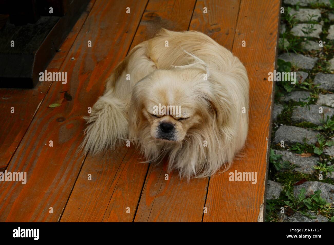 Long Haired Small Dog Stock Photos Long Haired Small Dog Stock