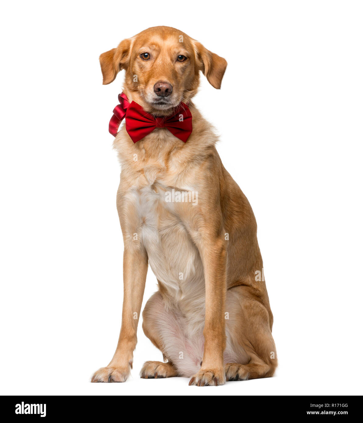 Crossbreed (8 years old) in front of a white background Stock Photo