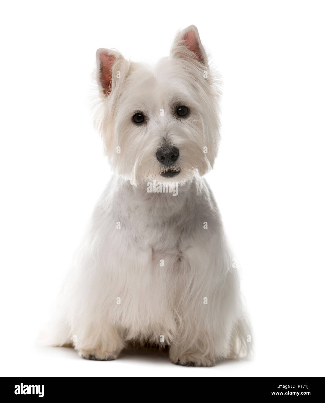 west highland white terrier wallpaper