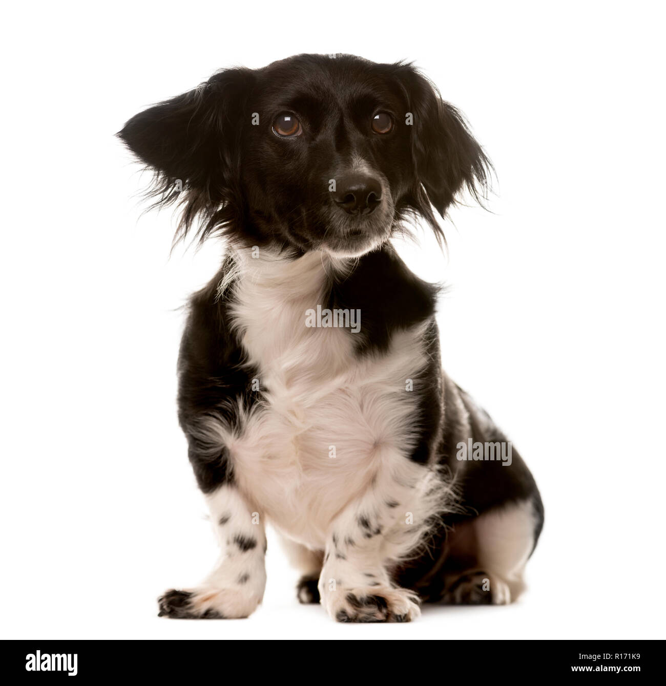 Crossbreed dog sitting in front of a white background Stock Photo - Alamy