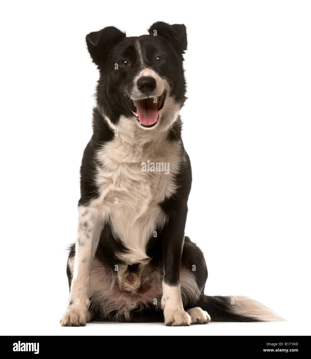 Crossbreed dog sitting in front of a white background Stock Photo - Alamy