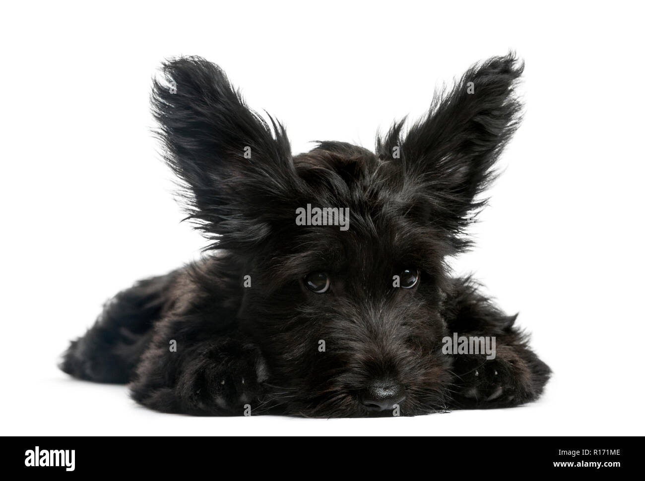 Skye Terrier puppy sitting in front of a white background Stock Photo