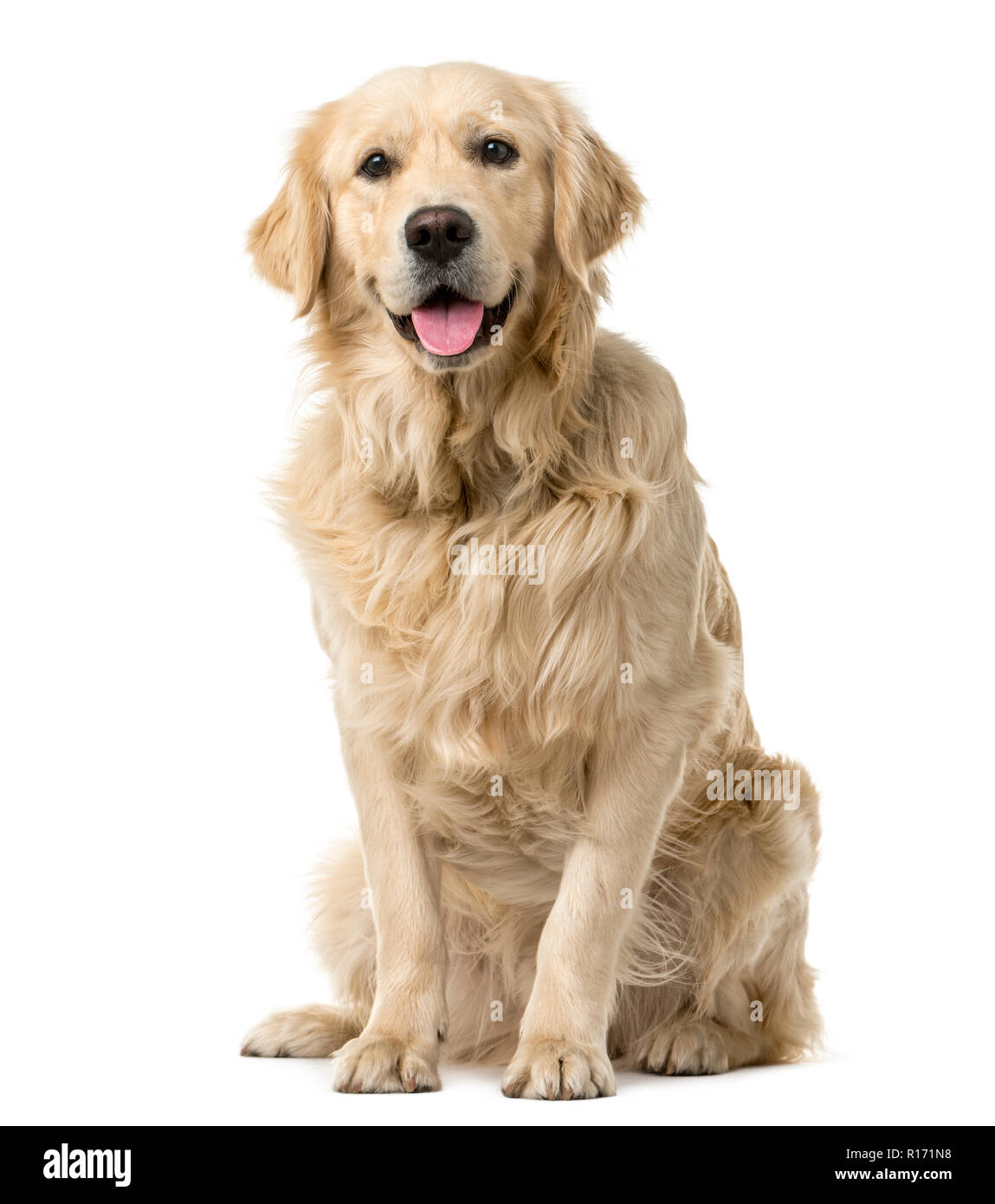 Golden Retriever sitting in front of a white background Stock Photo - Alamy