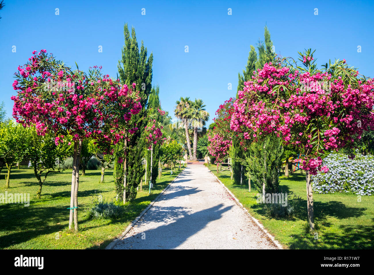 popular italian cerise pink tree, Nerium oleander pompeii italy, lush