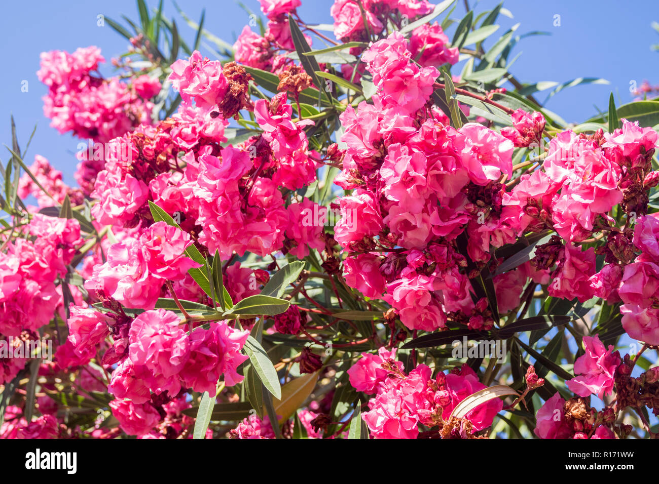 popular italian cerise pink tree, Nerium oleander pompeii italy, lush summer concept, bright colours of nature concept, vacation, trees plants, I Stock Photo