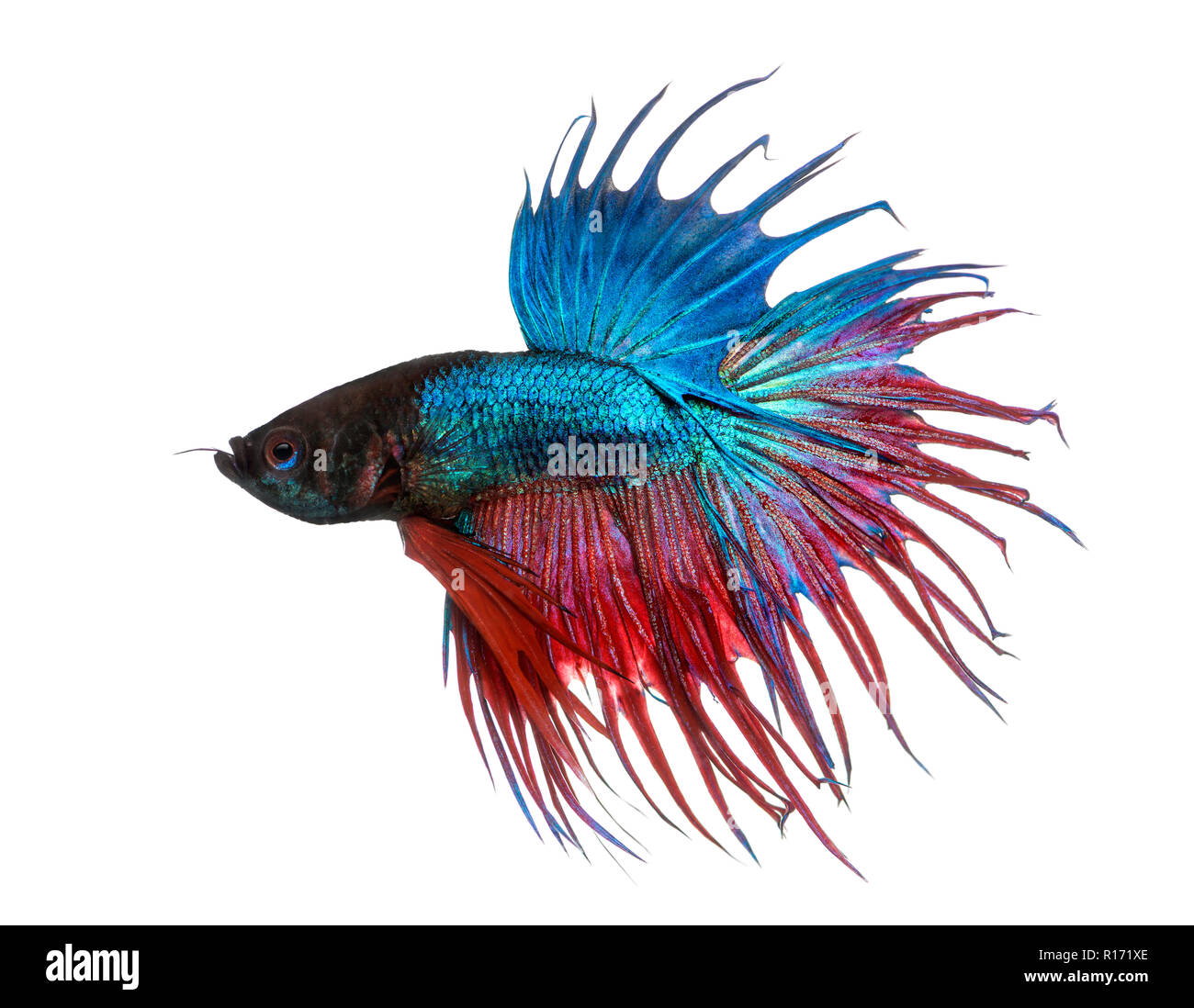 king crowntail betta