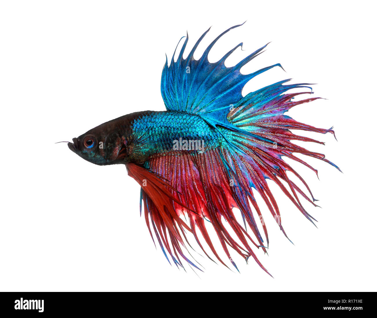 Betta (Siamese Fishing Fish): Fish Species Profile