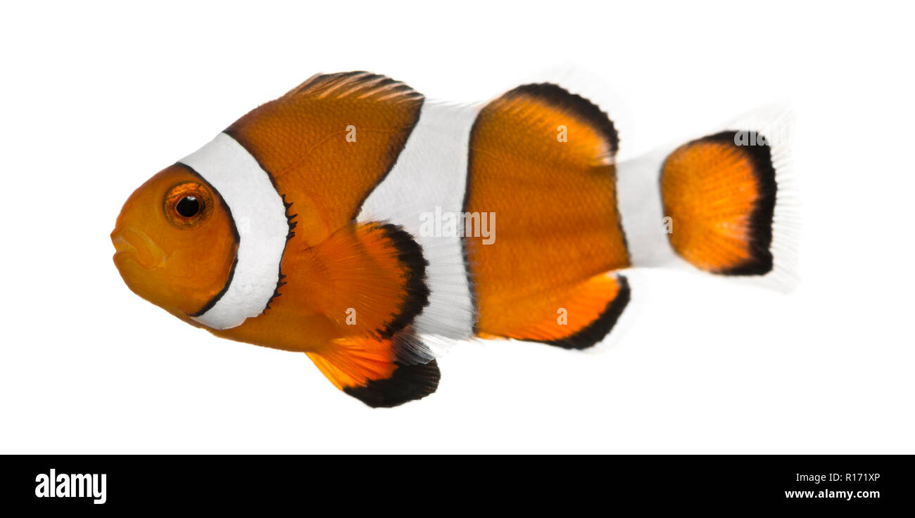 Ocellaris clownfish, Amphiprion ocellaris, isolated on white Stock Photo