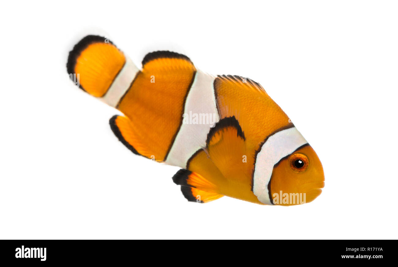 Side view of an Ocellaris clownfish, Amphiprion ocellaris, isolated on white Stock Photo