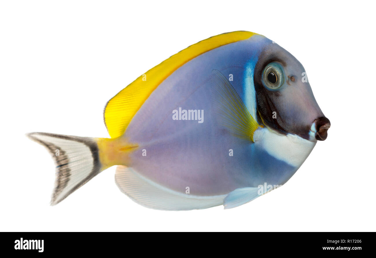 Side view of a Powder blue tang, Acanthurus leucosternon, isolated on white Stock Photo