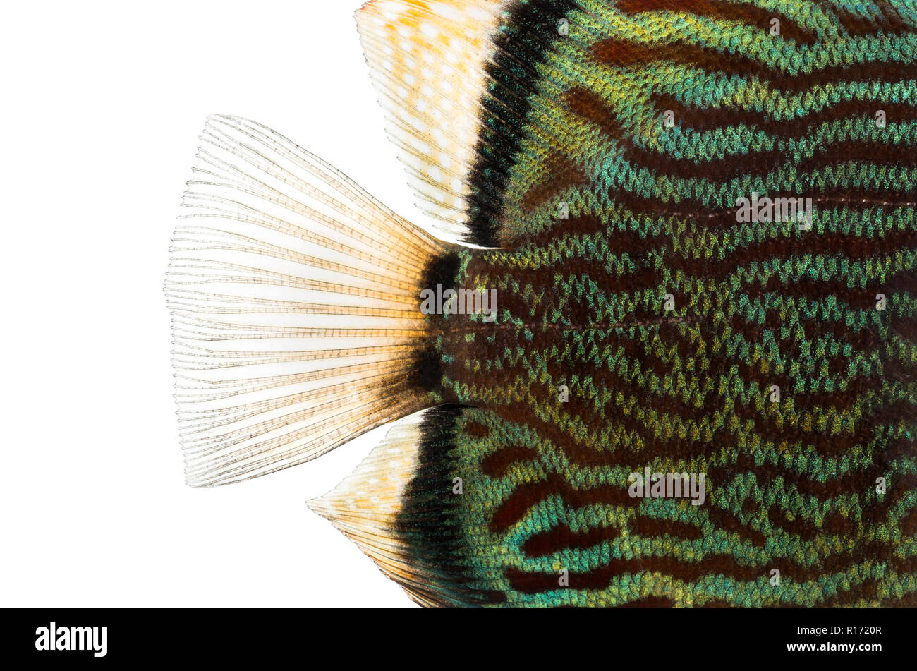 Close-up of a Blue snakeskin discus' caudal fin, Symphysodon aequifasciatus, isolated on white Stock Photo
