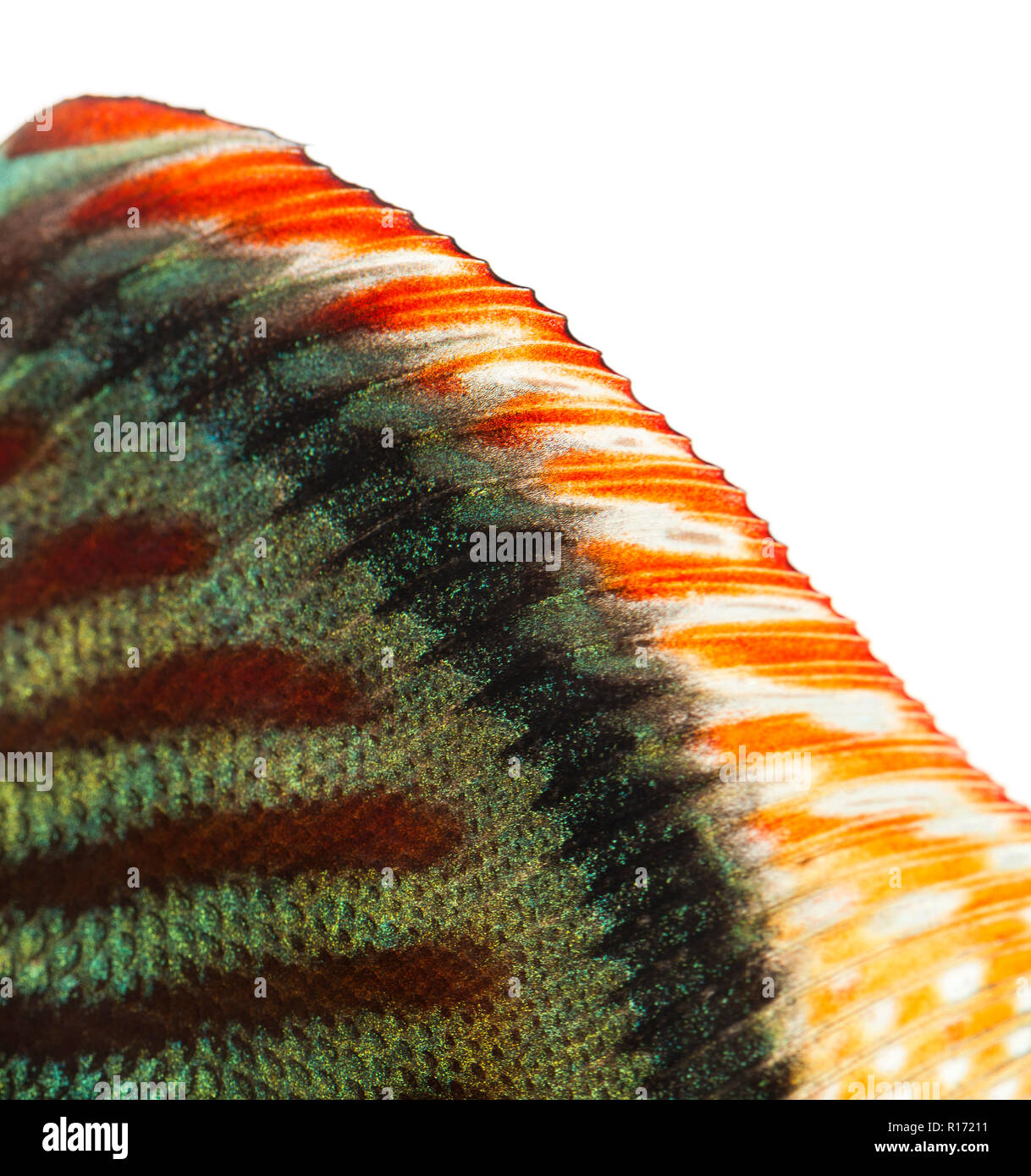 Close-up of a Blue snakeskin discus' dorsal fin, Symphysodon aequifasciatus, isolated on white Stock Photo