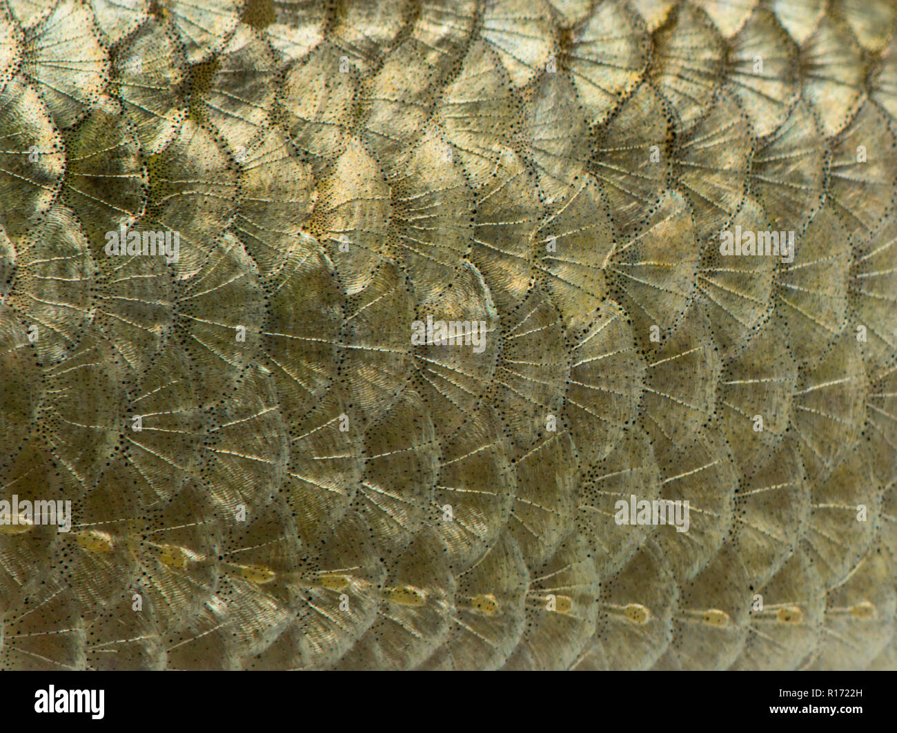 Macro of a Common roach skin, Rutilus rutilus, isolated on white Stock ...