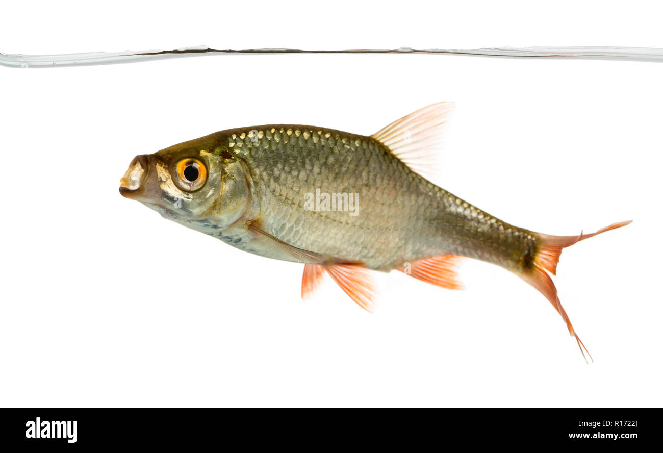 Common roach swimming under water line, mouth open, Rutilus rutilus, isolated on white Stock Photo