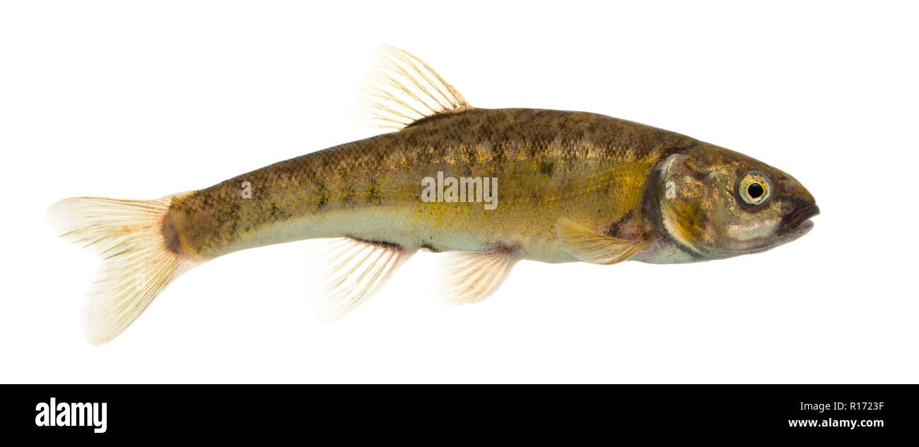 Side view of an Eurasian minnow, Phoxinus phoxinus, isolated on white Stock Photo
