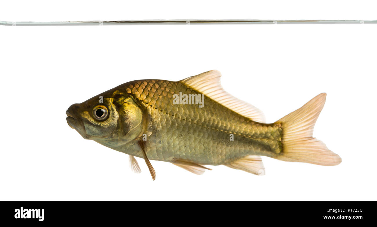Crucian carp swimming under water line, Carassius carassius, isolated on white Stock Photo