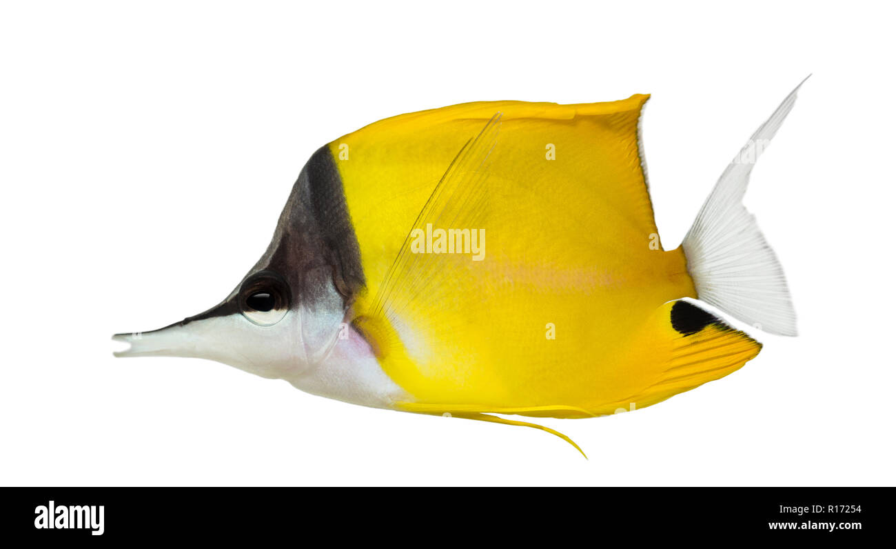 Side view of a Longnose Butterflyfish, Forcipiger longirostris, isolated on white Stock Photo