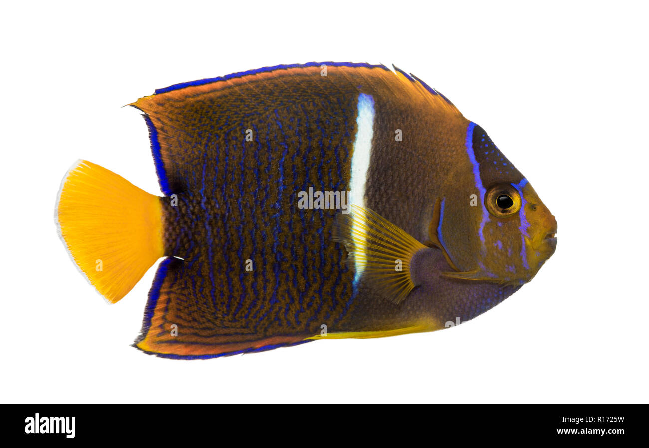 Side view of a Passer Angelfish, Holacanthus passer, isolated on white Stock Photo