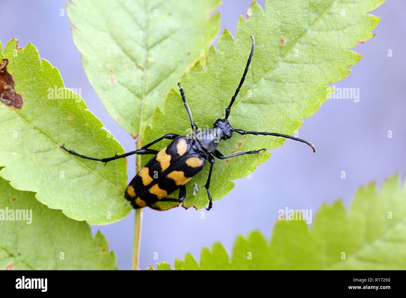 Four-banded longhorn beetle or longicorn,  Leptura quadrifasciata Stock Photo
