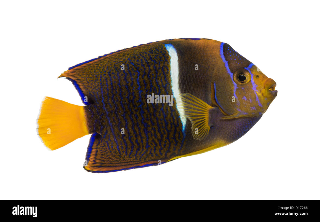 Side view of a Passer Angelfish, Holacanthus passer, isolated on white Stock Photo