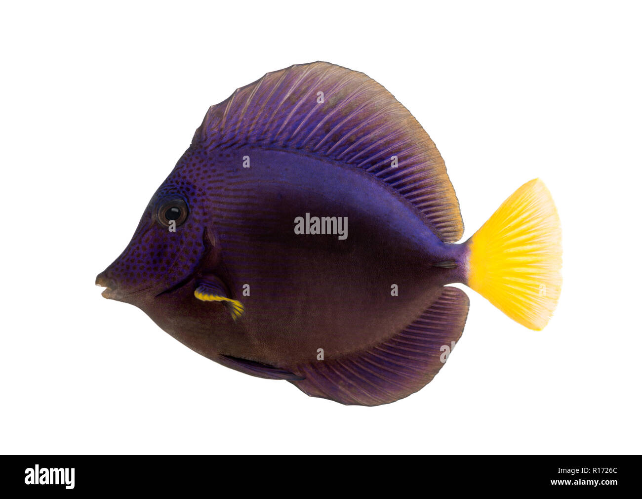 Side view of a Purple tang, Zebrasoma xanthurum, isolated on white Stock Photo