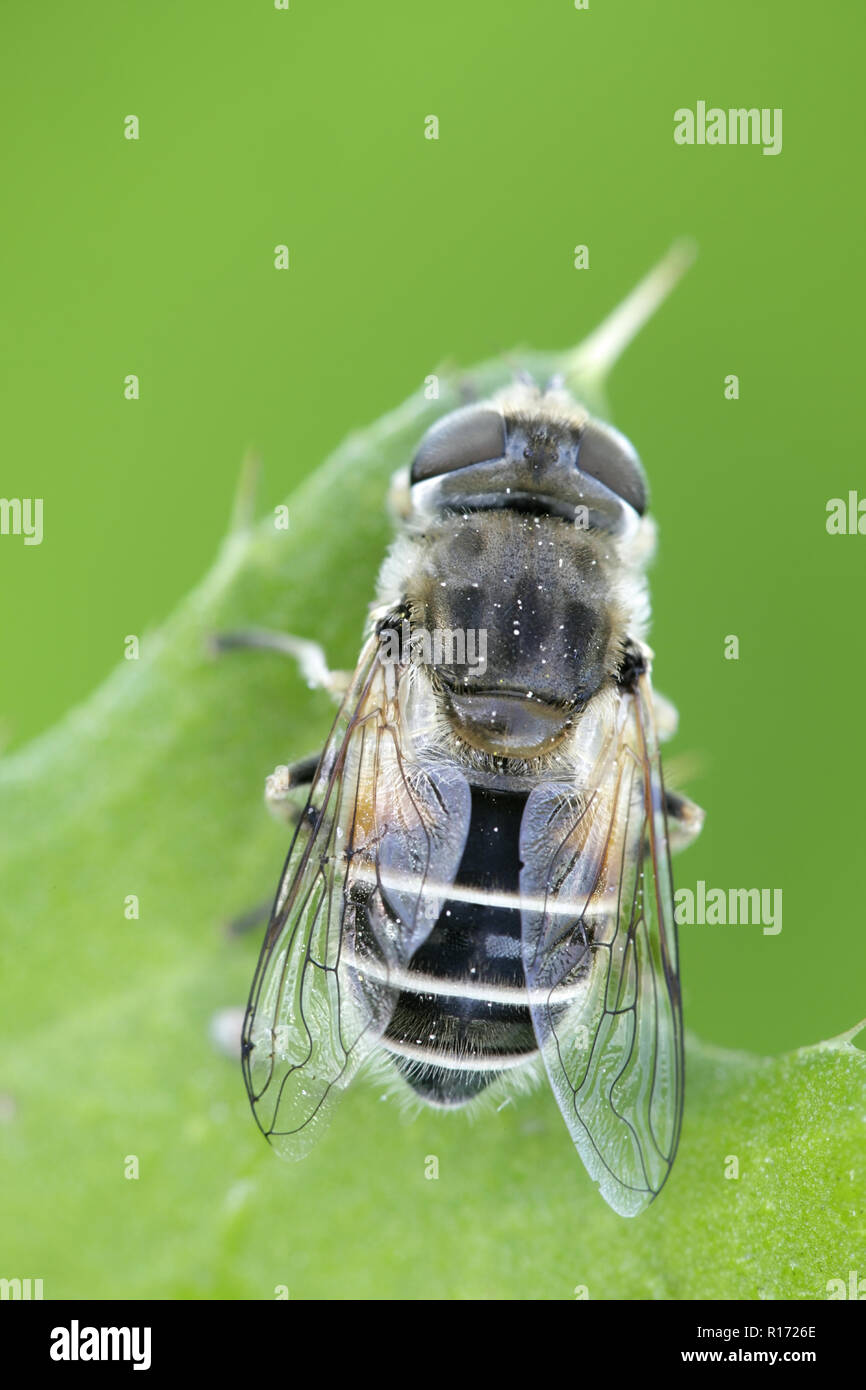 Plain-faced dronefly, Eristalis arbustorum, an important pollinator Stock Photo