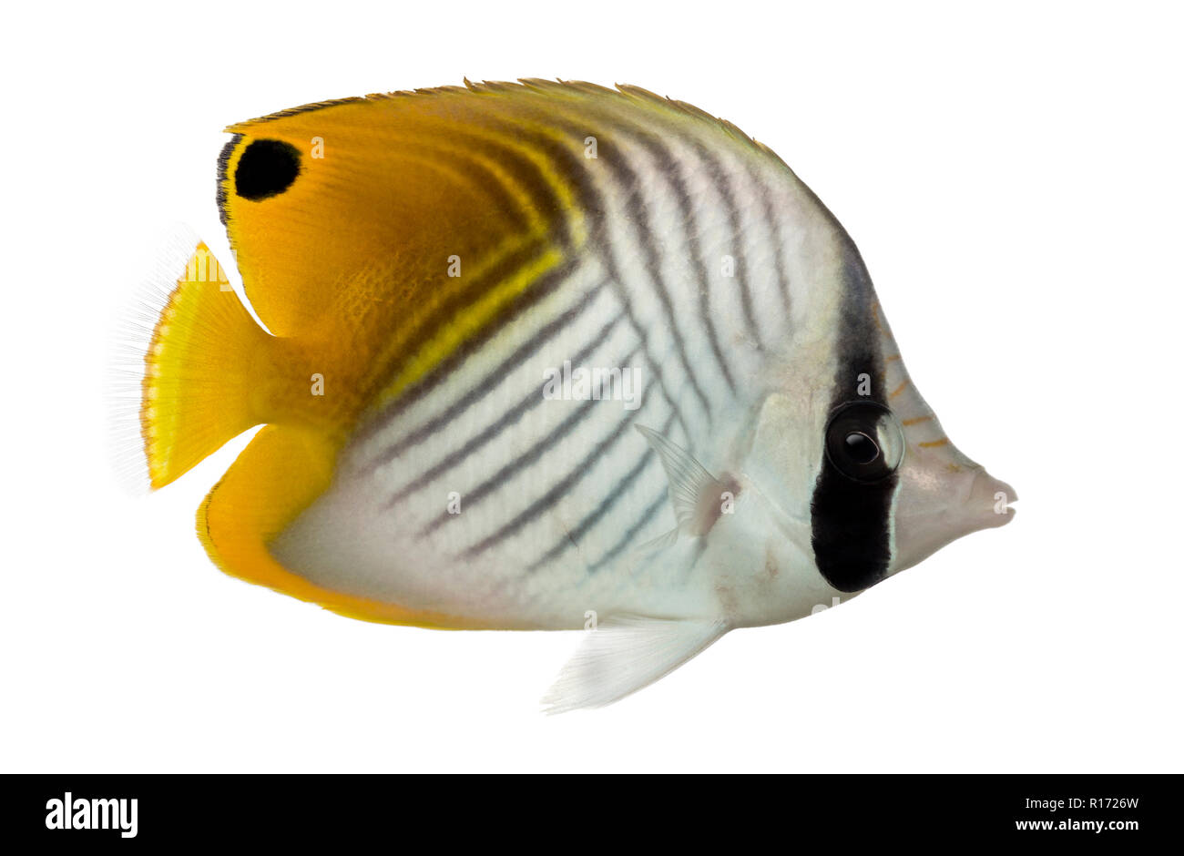 Side view of a Threadfin Butterflyfish, Chaetodon auriga, isolated on white Stock Photo