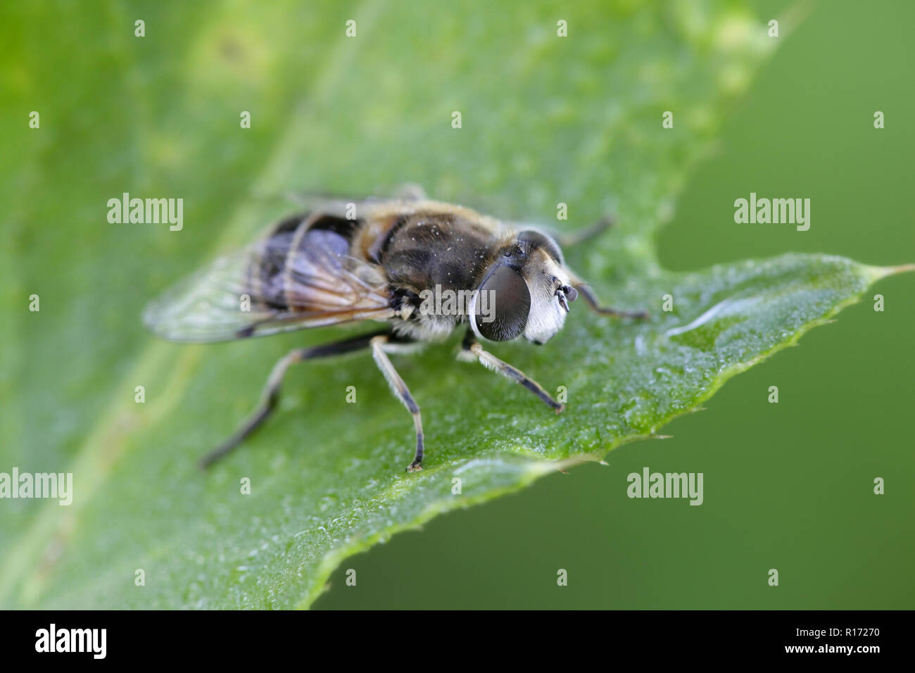 Plain-faced dronefly, Eristalis arbustorum, an important pollinator Stock Photo