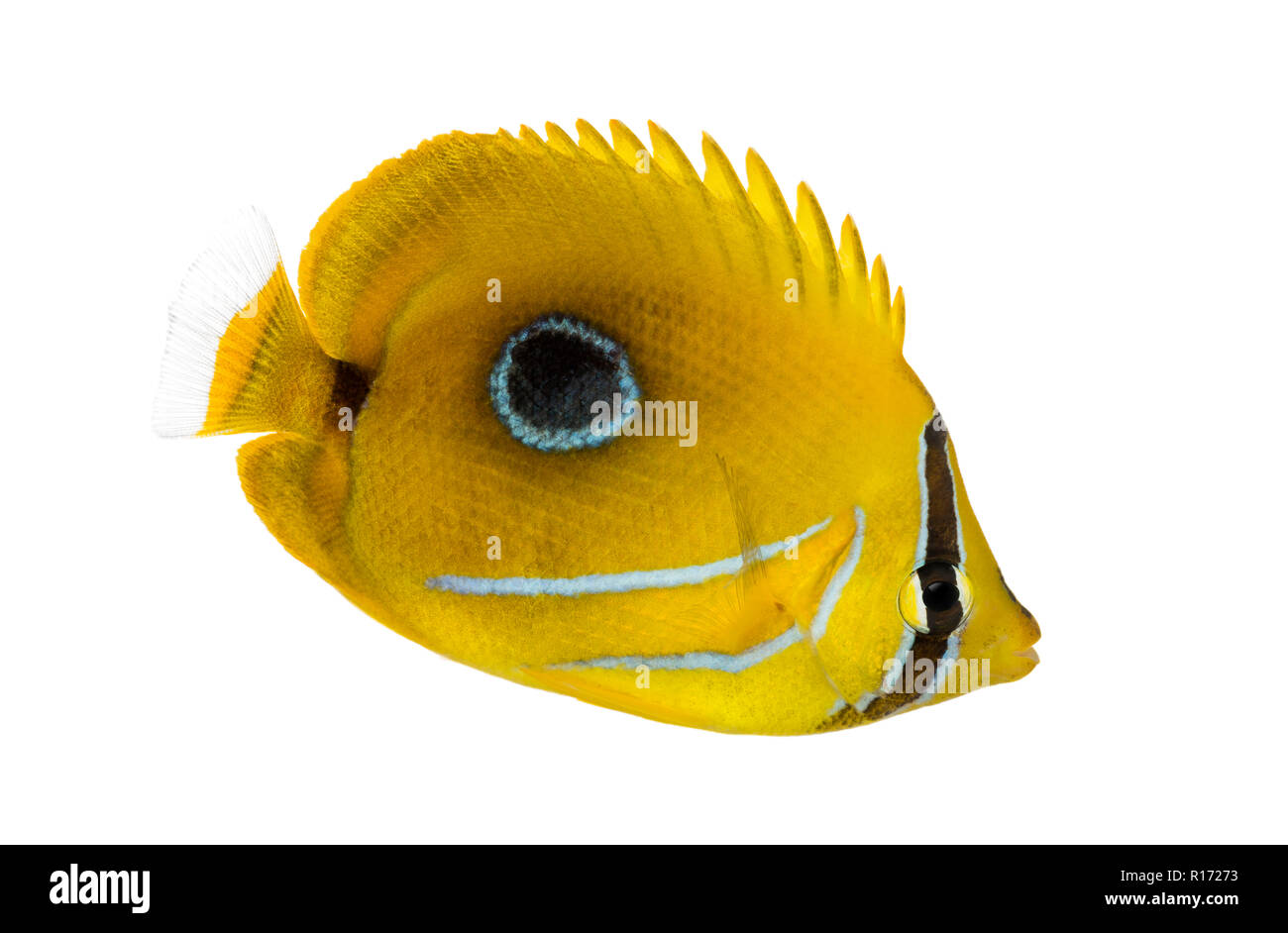 Side view of a Bluelashed butterflyfish, Chaetodon bennetti, isolated on white. Stock Photo
