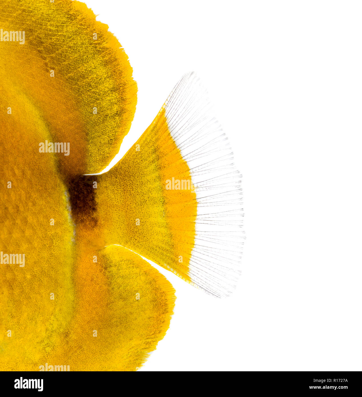 Close-up of a Bluelashed butterflyfish's caudal fin, Chaetodon bennetti, isolated on white. Stock Photo