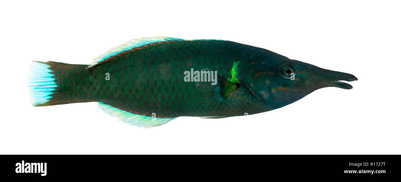 Side view of a Bird wrasse male, Gomphosus varius, isolated on white Stock Photo