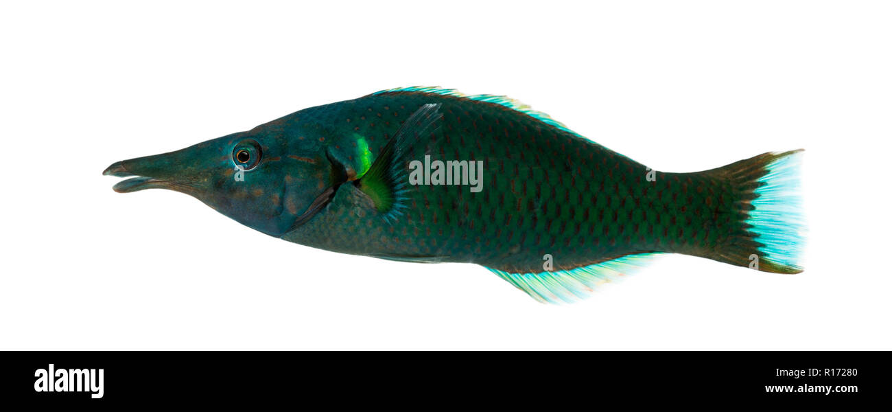 Side view of a Bird wrasse male, Gomphosus varius, isolated on white Stock Photo