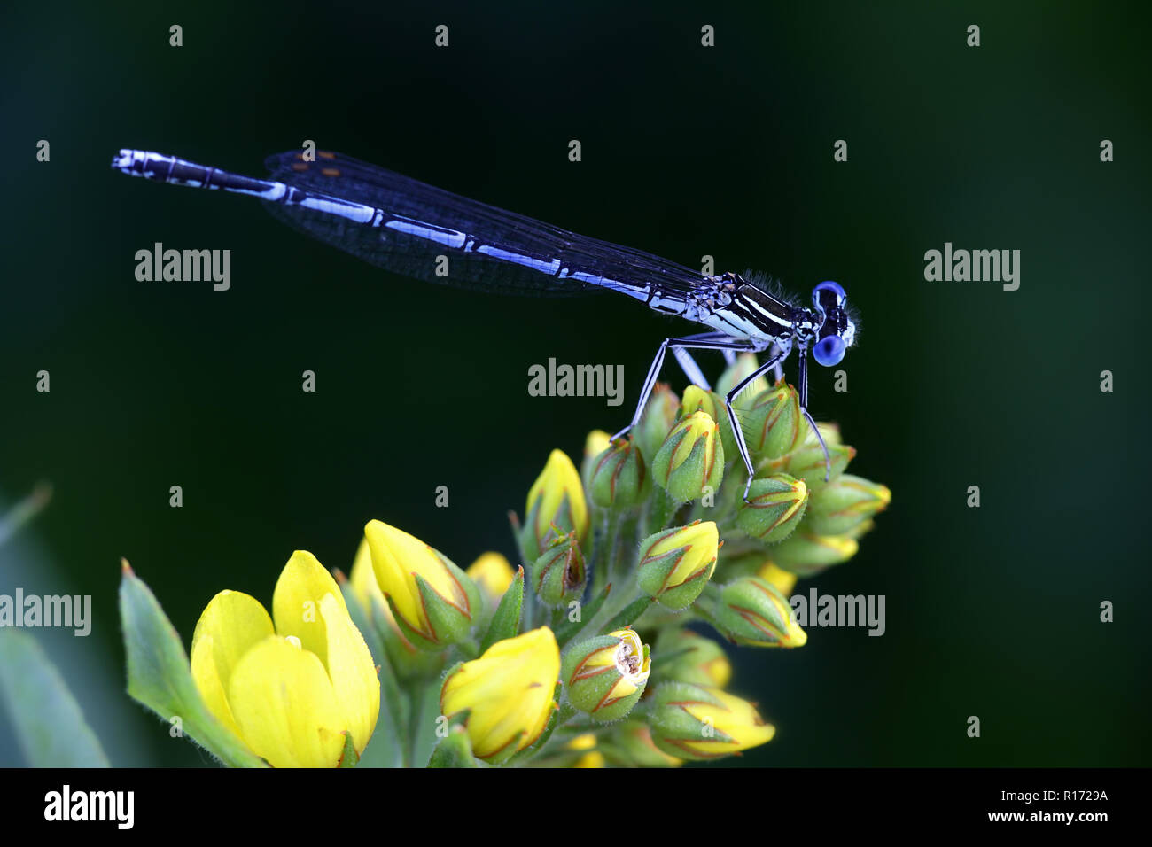 White legged damselfly male hi-res stock photography and images - Alamy