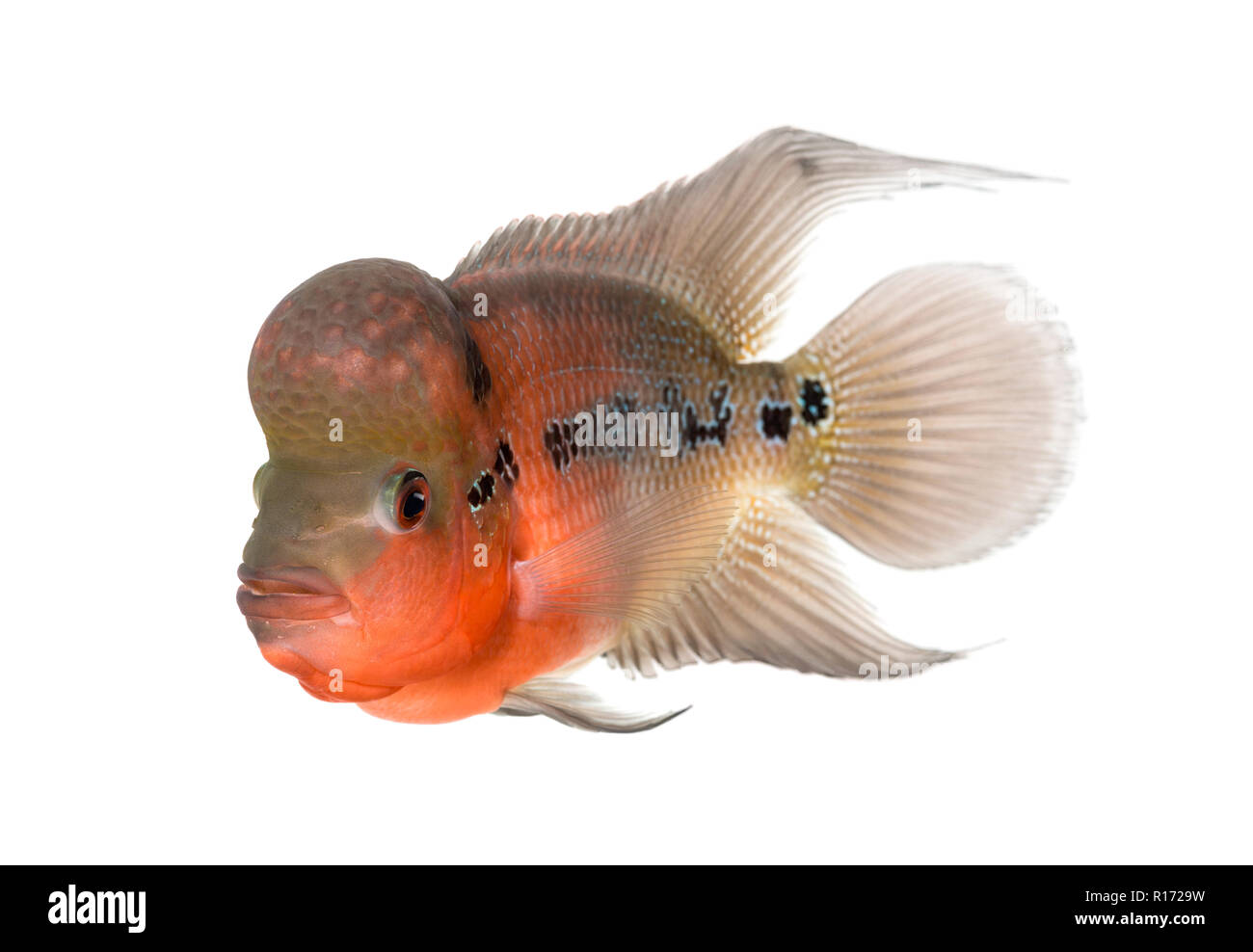Living Legend, Flowerhorn cichlid, isolated on white Stock Photo