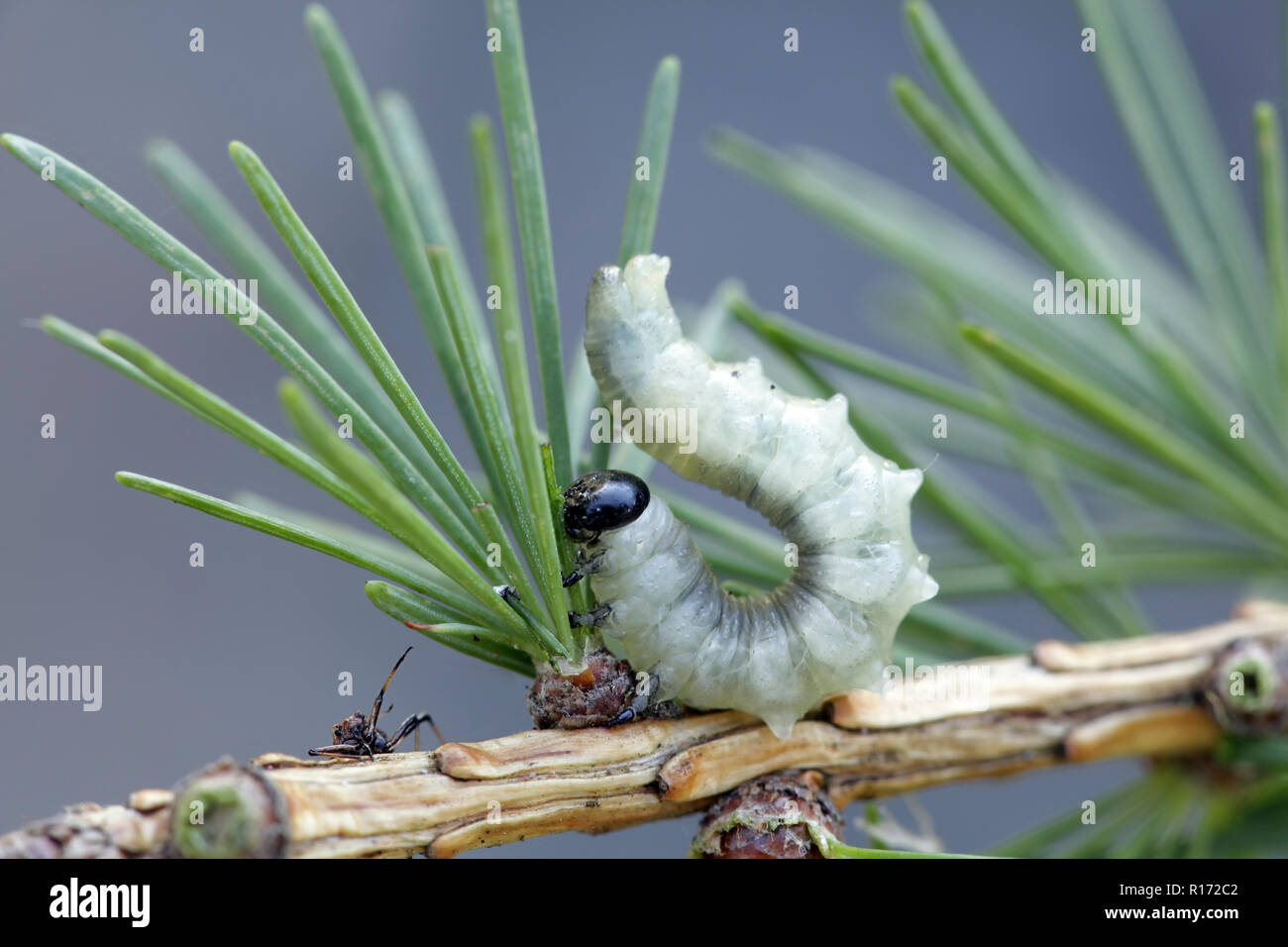 Larch sawfly larva, Pristiphora erichsonii, major pest of larch trees Stock Photo