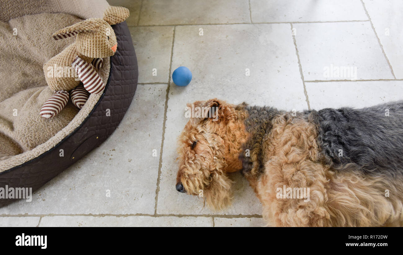 Welsh Terrier Dog Out Off His Bed Lying On Tile Floor Ignoring His