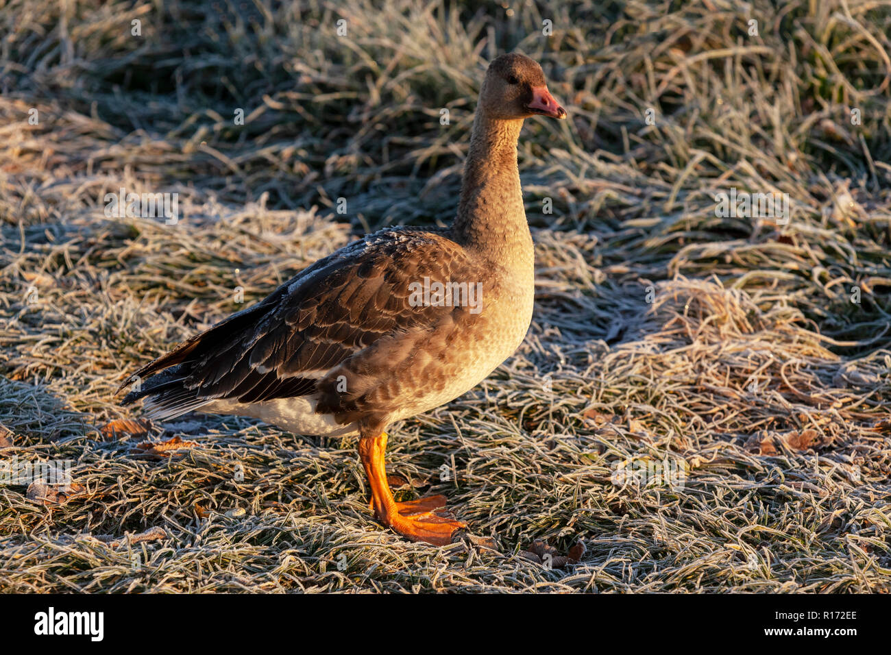 Bean goose Anser fabalis, Poland, Europe Stock Photo