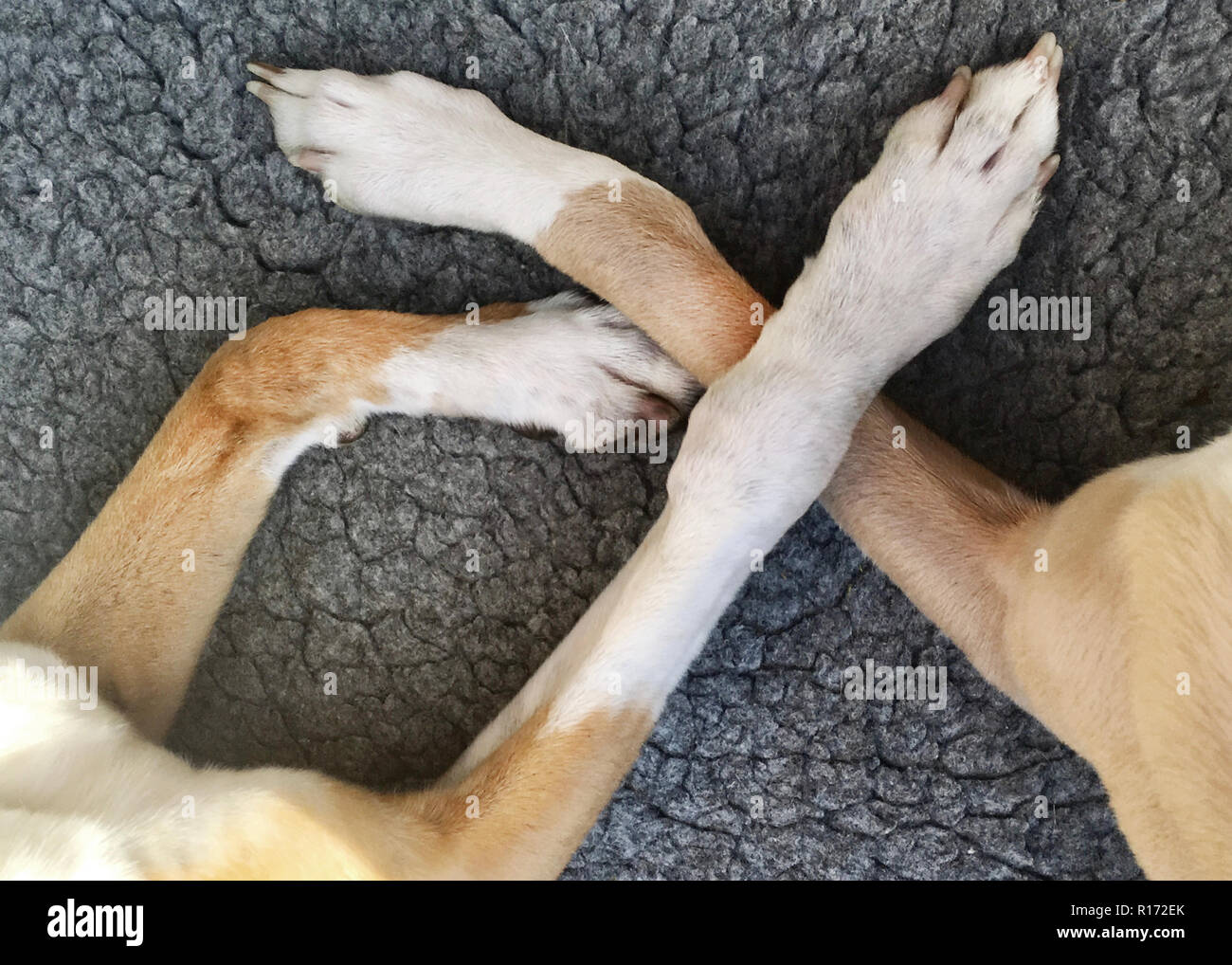 Close up of Two fawn Whippets crossing legs Stock Photo