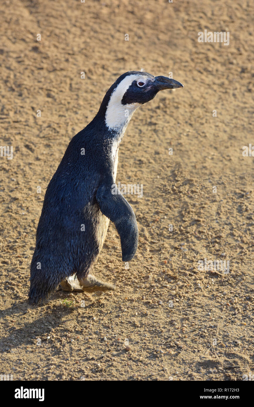 Close-up of captive Humboldt Penguin (Spheniscus Humboldti) standing walking on sand sideway arms opened in Banham Zoo Norfolk Stock Photo