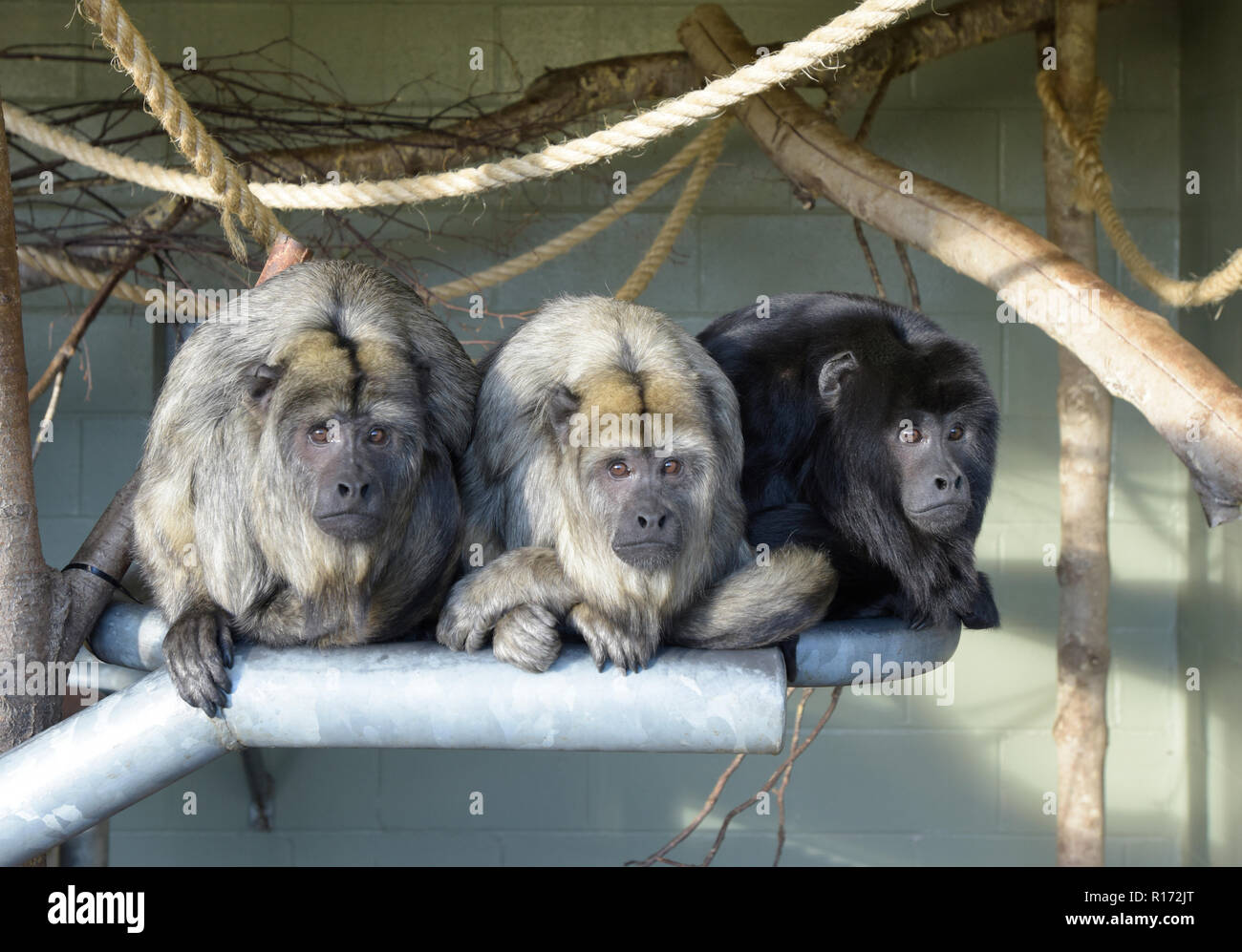 Three Howler monkeys (Alouatta Caraya) lining up in a cage at Banham Zoo Norfolk UK Stock Photo
